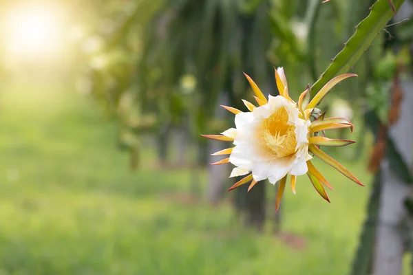 Dragon Fruit Fleur Sur Plante Pitaya Pitahaya Est Fruit Plusieurs — Photo