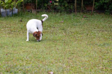 Yeşil bahçede şirin köpek oyunu.