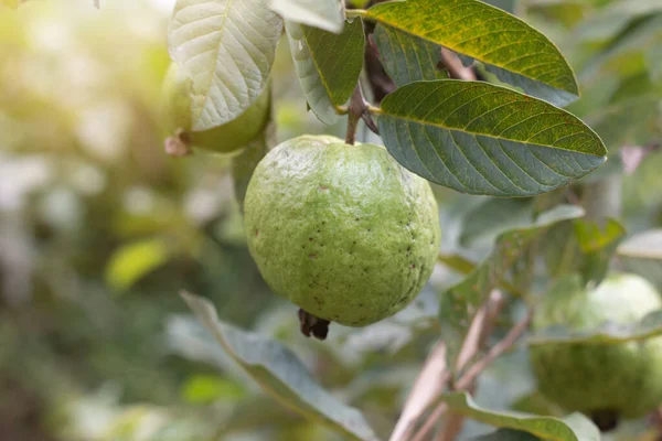 Primer Plano Fruta Guayaba Orgánica Planta — Foto de Stock