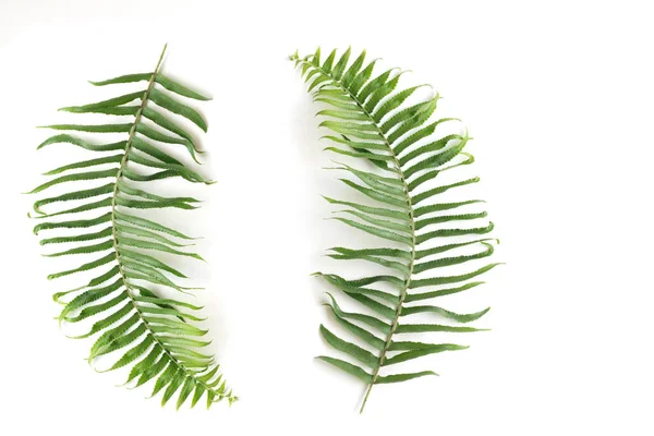 Naturlig Uppsättning Fern Leaf Sprig Fern Blad Vit Bakgrund Isolerade — Stockfoto