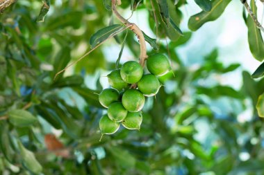 Çiğ Macadamia integrifolisi veya bitkide asılı Macadamia fındığı.