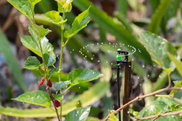 散水植物のための散水システム — ストック写真