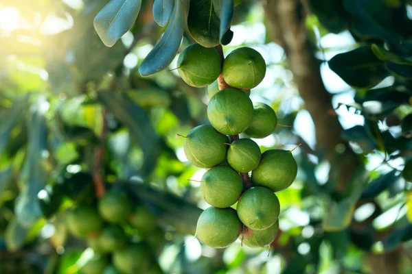 Çiğ Macadamia integrifolisi veya bitkide asılı Macadamia fındığı.