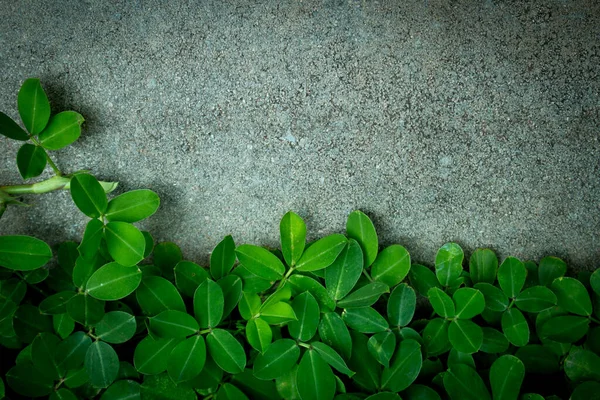 Gröna Blad Med Kopia Utrymme För Sommaren Bakgrund — Stockfoto