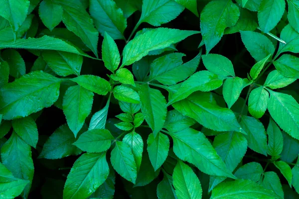 Green Leaves Background Dark Light Eco Concept Image Refreshment Concept — Stock Photo, Image