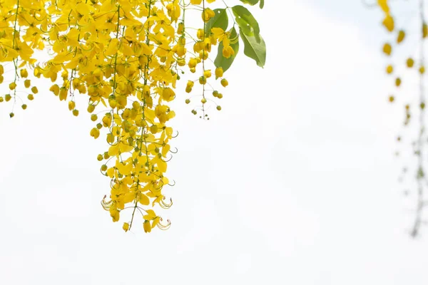 Cassia Fistula Flori Sau Aur Floare Duș Copia Spațiu Pentru — Fotografie, imagine de stoc