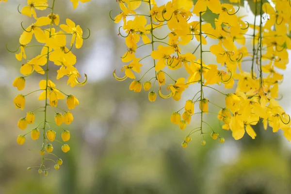 Cassia Fistula Flowers Golden Shower Flower Copy Space Nature Background — Stock Photo, Image