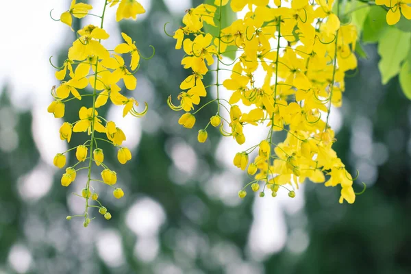 Cassia fistula flowers or golden shower flower with copy-space for nature background.