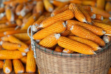 İşlem hasadı bambu sepeti ile kurutulmuş mısır.