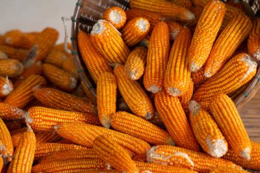 İşlem hasadı bambu sepeti ile kurutulmuş mısır.