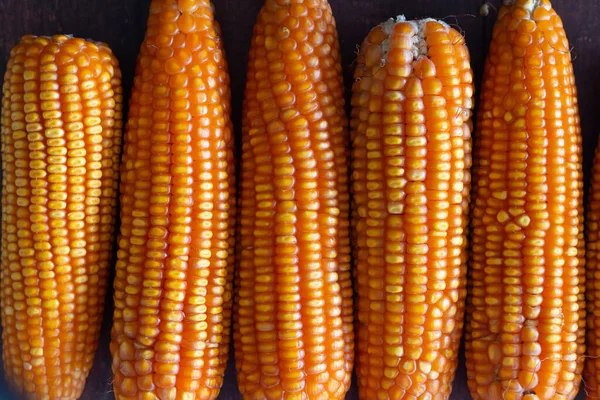 面向农产品背景的玉米干燥症特写图像 — 图库照片