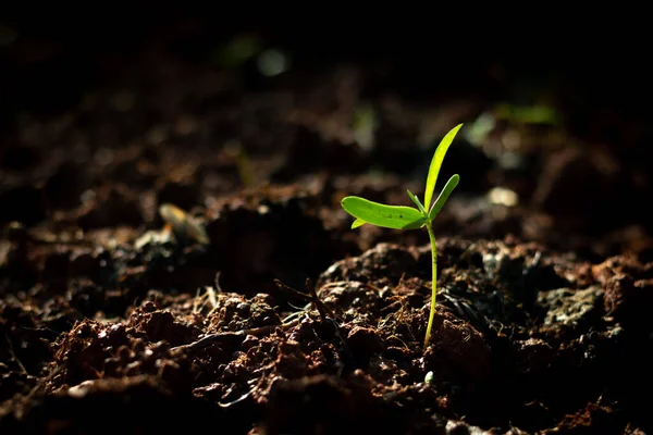 Unga Växter Som Växer Jorden Sommaren Morgon Ljus — Stockfoto