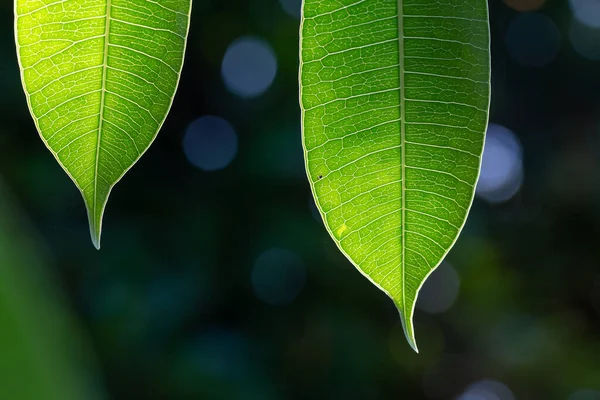 Sluiten Van Groene Bladeren Groene Wazige Achtergrond — Stockfoto