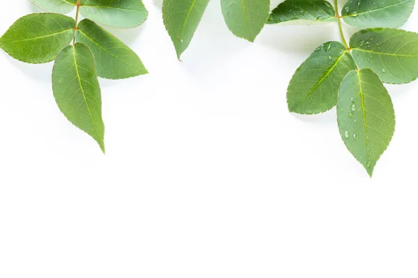 Närbild Gröna Blad Ros Växt Med Kopia Utrymme — Stockfoto