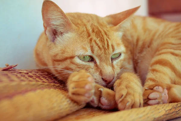 Close Roztomilý Zázvor Tabby Kočka Zůstat Slámě Mat Zaměření Oko — Stock fotografie