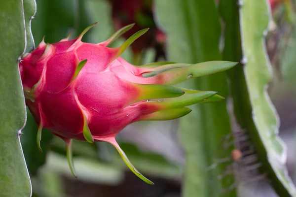 Dragon Fruit Sur Champ Paysage Pitahaya Champ — Photo