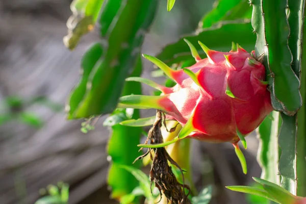 Dragon Fruit Field Τοπίο Του Πεδίου Pitahaya — Φωτογραφία Αρχείου