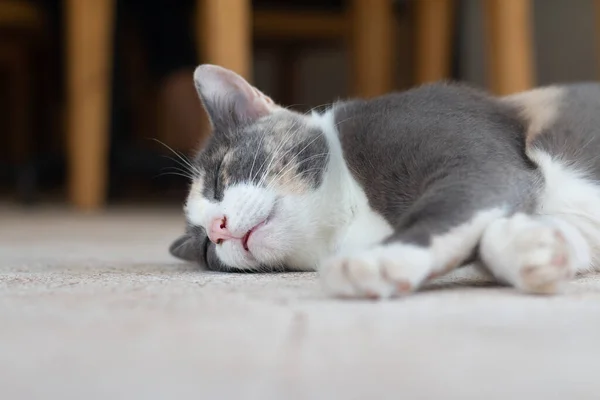 Chiudere Grigio Gatto Tabby Rimanere Sul Pavimento — Foto Stock