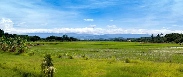 蓝天背景的绿稻田 — 图库照片
