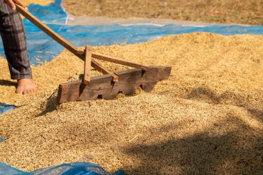 Pirinç tohumlarını kurutma işlemi açık hava güneşi ışığı.
