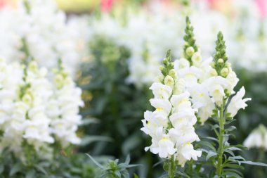 Gaden 'deki Antirrhinum Majus L. (Aslanağzı) çiçeğini kapatın..