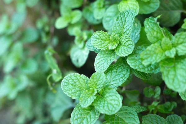 Frische Minzblätter Garten — Stockfoto