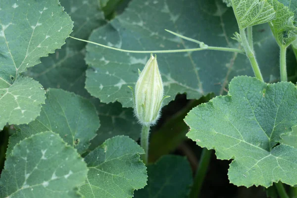 Pumpkin Flower Green Leaves Royalty Free Stock Images