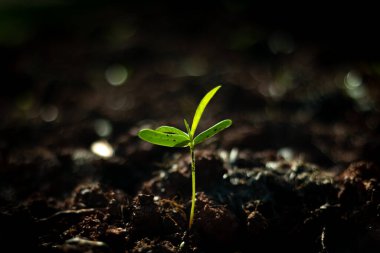 Yaz sabahında topraktan çıkan genç bitkiler..