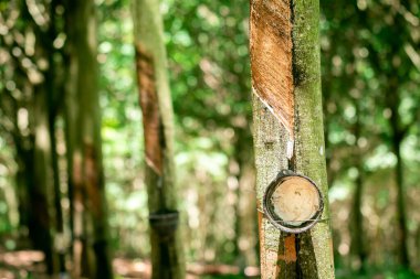 Lastik ağaçtan gelen musluk suyu..