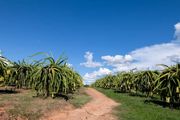 Plantacja Smocze Owoce Ogrodzie Surowe Owoce Pitaya Drzewie Pitaya Lub — Zdjęcie stockowe