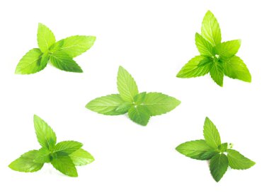 Beyaz arka planda taze nane yaprağı koleksiyonu, izole edilmiş nane yaprakları..