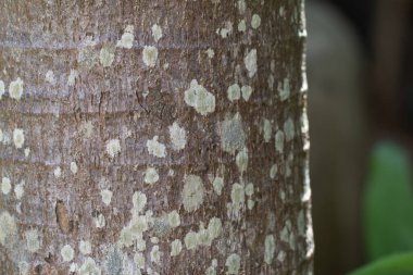 Palmiye ağacı gövdesi dokusu arkaplanı.