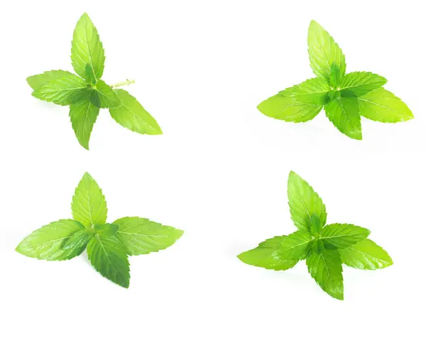 Collection Set Fresh Mint Leaf White Background Isolated Mint Leaves — Stock Photo, Image