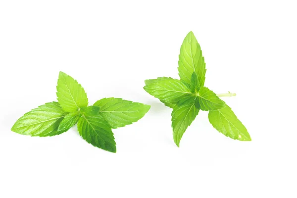 Collection Set Fresh Mint Leaf White Background Isolated Mint Leaves — Stock Photo, Image