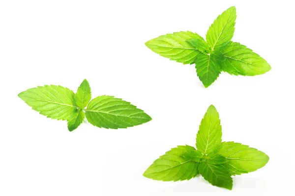 Collection Set Fresh Mint Leaf White Background Isolated Mint Leaves — Stock Photo, Image