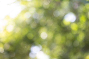 Doğal yeşil yaz arkaplanı için soyut bulanık.