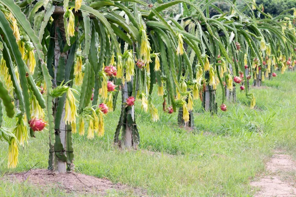 Dragon Fruit Field Landscape Pitahaya Field Pitaya Pitahaya Είναι Καρπός — Φωτογραφία Αρχείου