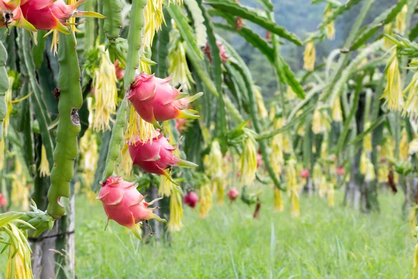 Campo Frutas Del Dragón Paisaje Del Campo Pitahaya Una Pitaya —  Fotos de Stock