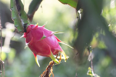 Tarlada ya da Pitahaya arazisinde ejderha meyvesi.