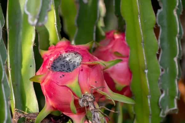 Gros Plan Sur Les Maladies Des Fruits Dragon Dans Jardin — Photo