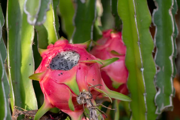 Close Diseases Dragon Fruit Garden — Stock Photo, Image