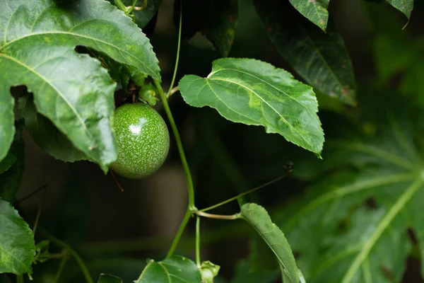 Primer Plano Fruta Pasión Vid — Foto de Stock