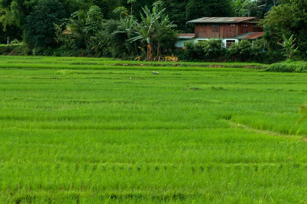 Рисовая Терраса Горы Зеленый Рисовый Сад Поле Narheaw Loei Таиланд — стоковое фото