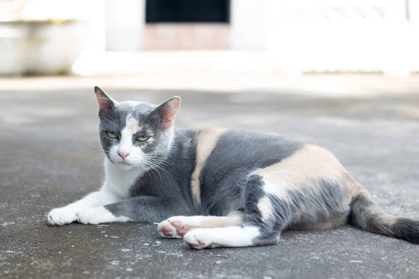 Cerca Gray Tabby Gato Estancia Suelo — Foto de Stock