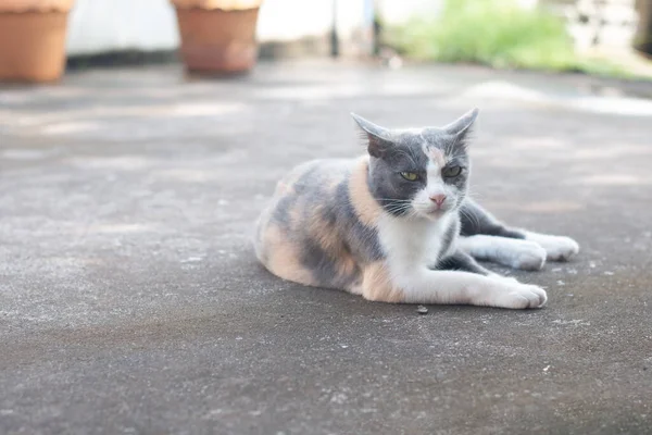 Κλείστε Gray Tabby Γάτα Μείνετε Στο Πάτωμα — Φωτογραφία Αρχείου