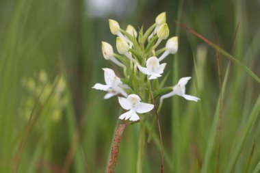 Yeşil orman arka planında Çiçekli Beyaz Vahşi Gün Lily Çiçeği 'nin yakın çekimi..