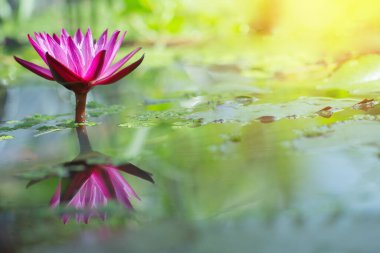 Yakın plan pembe nilüfer çiçeği..