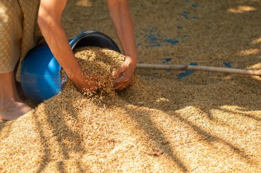 Pirinç tohumlarını kurutma işlemi açık hava güneşi ışığı.