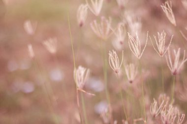 Tarladaki yumuşak odak çayırı çiçekleri ya da çimen çiçekleri aşk için gündoğumu ışığı ya da klasik doğal arka plan uyarısı ile.