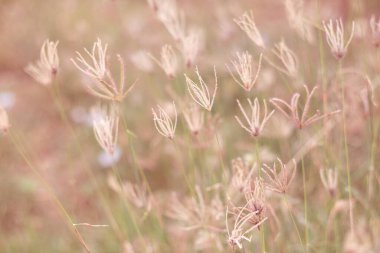 Tarladaki yumuşak odak çayırı çiçekleri ya da çimen çiçekleri aşk için gündoğumu ışığı ya da klasik doğal arka plan uyarısı ile.